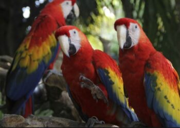 Guacamayas. Foto de archivo.