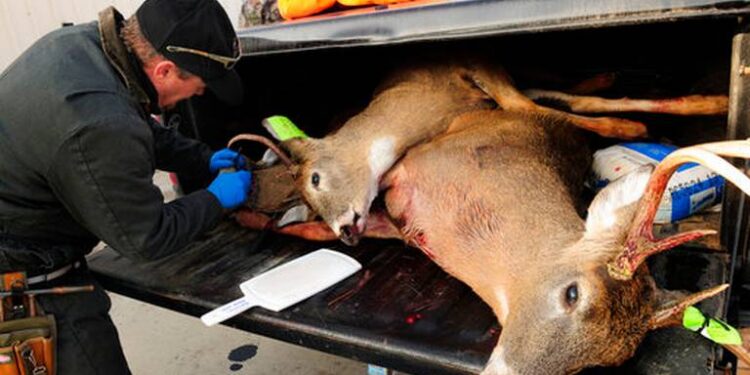 Esta foto de archivo del 17 de noviembre del 2012 muestra a Mike Zeckmeister, biólogo del Departamento de Recursos Naturales de Wisconsin, extrayendo el ganglio linfático a un venado en la camioneta de un cazador para hacer una prueba y ver si el animal tiene enfermedad crónica debilitante, en una caseta de control en Shell Lake, Wisconsin. PIONEER PRESS VIA AP, ARCHIVO SCOTT TAKUSHI.