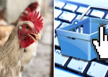 Gallina, compra por Internet. Foto referencial.