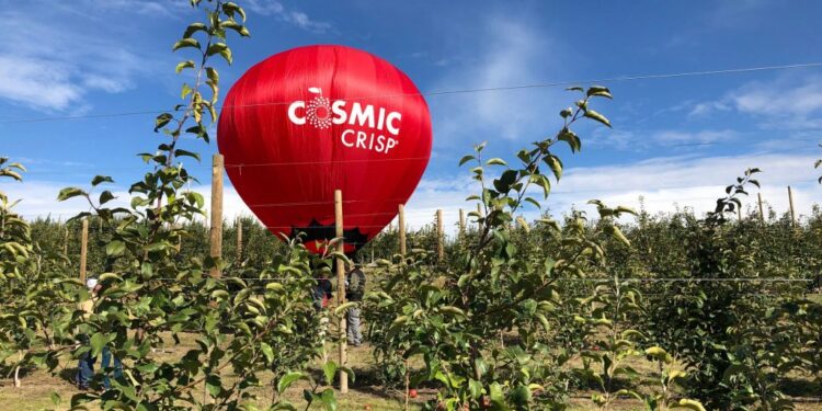 Universidad de Washington creó la manzana Cosmic Crisp.