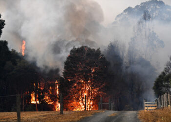 This picture taken on December 31, 2019 shows smoke and flames rising from burning trees as bushfires hit the area around the town of Nowra in the Australian state of New South Wales. - Fire-ravaged Australia has launched a major operation to reach thousands of people stranded in seaside towns after deadly bushfires ripped through popular tourist areas on New Year's Eve. (Photo by SAEED KHAN / AFP)