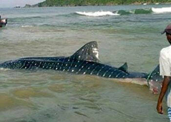 Tiburón ballena. costas de Aragua. Foto Instagram @elaragueno.