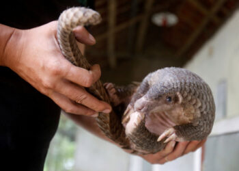 FILE PHOTO: A man holds a pangolin at a wild animal rescue center in Cuc Phuong, outside Hanoi, Vietnam September 12, 2016. Picture taken on September 12, 2016.  REUTERS/Kham/File Photo