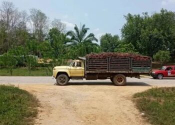 Productores de palma aceitera, plátano, carne y leche en el Sur del Lago denuncian que no tienen gasolina. Foto: Cortesía Azupalma