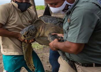 Tortuga verde en el Pacífico de Guatemala. Foto EFE