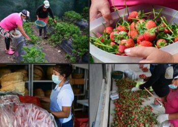 Mujeres diversifican agricultura en cordillera salvadoreña. Foto captura de video AFP.