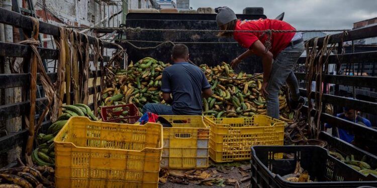 Dos hombres organizan plátanos en cestas para hacer trueque por productos como arroz, en un galpón ubicado en Catia, el 18 de enero de 2021 en Caracas (Venezuela). Como si de un deporte extremo se tratase, Bryan, Samuel y Alexandra caminan las empinadas calles del barrio caraqueño de Catia con una cesta a cuestas cargada con plátanos. El objetivo: intercambiarlos por productos que luego venderán para poder sobrevivir en medio de la severa crisis económica venezolana. El trueque del siglo XXI. EFE/RAYNER PEÑA R