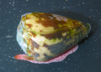 Caracol marino Conus nux. Foto de archivo.