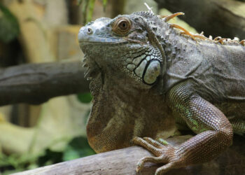 Iguana. Foto Miami Mundo.