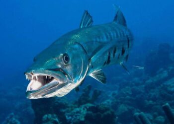 Barracuda. Foto de archivo.