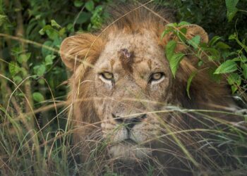 Un lleón escondido en el sector de Ishasha, en el Parque Nacional de la Reina Isabel, localizado en el suroeste de Uganda, y donde este sábado se han descubierto los cadáveres de 6 leones muertos. EFE/Pablo Moraga