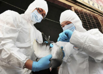 FOTO DE ARCHIVO. Imagen referencial de funcionarios sanitarios examinando una paloma para detectar el H7N9 en un mercado de aves de corral en Changsha, provincia de Hunan, China. 7 de abril de 2013. REUTERS/China Daily