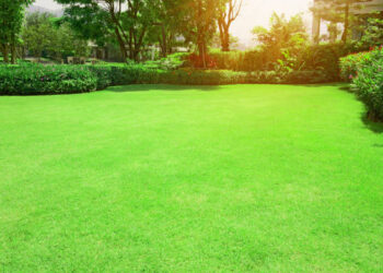 Fresh green Burmuda grass smooth lawn with curve form of bush, trees on the background in the house's garden  under morning sunlight
