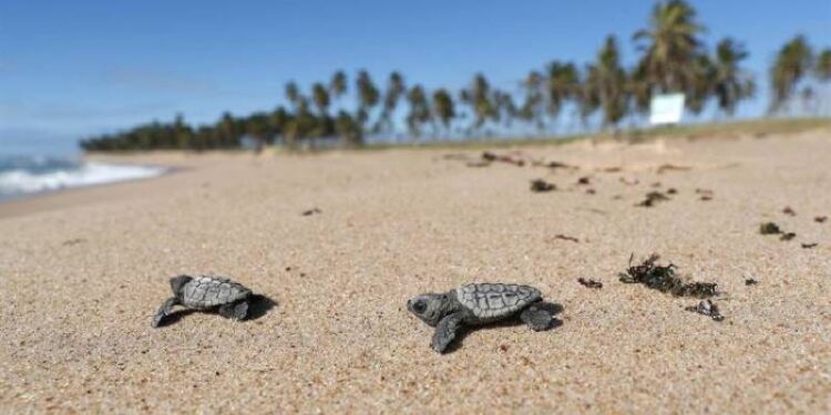 Tortugas. Foto de archivo.