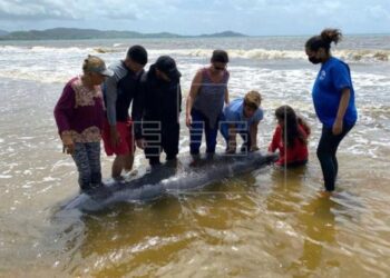 Alarma por la muerte en Puerto Rico de 2 manatíes, especie en peligro de extinción. Foto EFE.