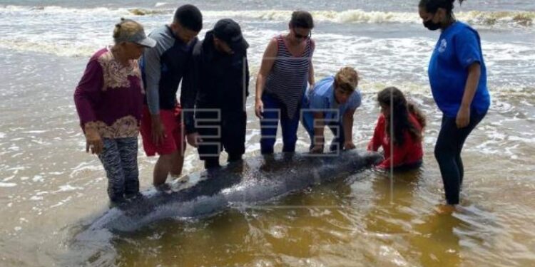 Alarma por la muerte en Puerto Rico de 2 manatíes, especie en peligro de extinción. Foto EFE.