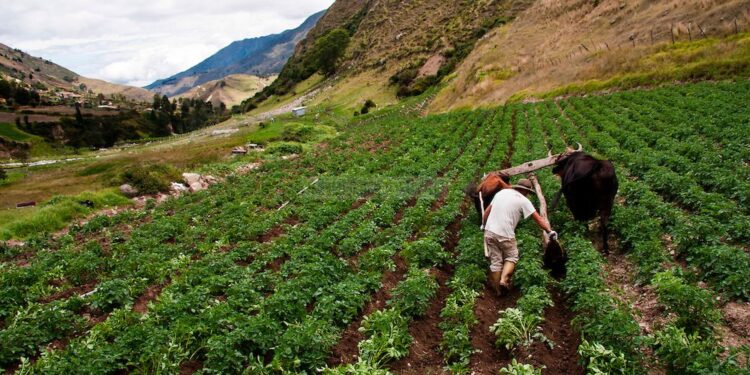 El sector agrícola en Mérida. Foto de archivo.