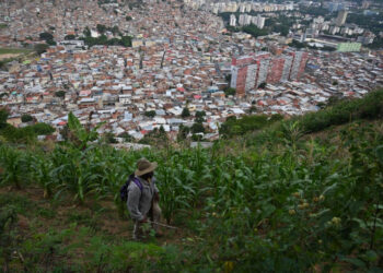 Luis Diaz (63) walks through corn plants at his field at La Vega neighborhood, in Caracas on August 10, 2021. - In the midst of the need to feed and though affected by the crisis hitting Venezuela for an eighth consecutive year, some locals have found a way to cope with it by growing their own food. (Photo by Federico PARRA / AFP)