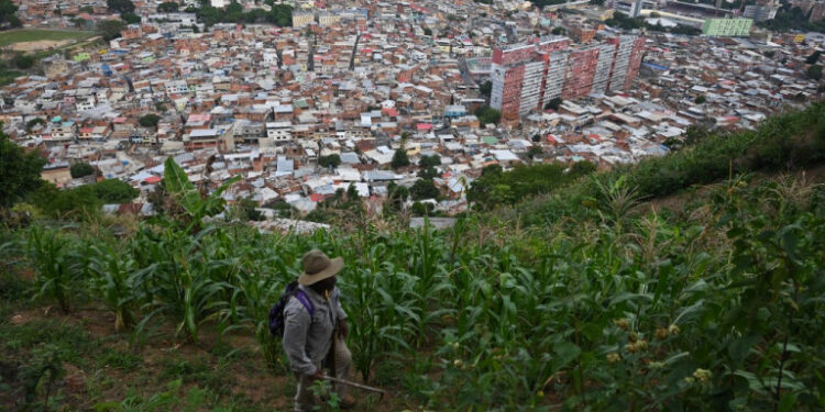 Luis Diaz (63) walks through corn plants at his field at La Vega neighborhood, in Caracas on August 10, 2021. - In the midst of the need to feed and though affected by the crisis hitting Venezuela for an eighth consecutive year, some locals have found a way to cope with it by growing their own food. (Photo by Federico PARRA / AFP)