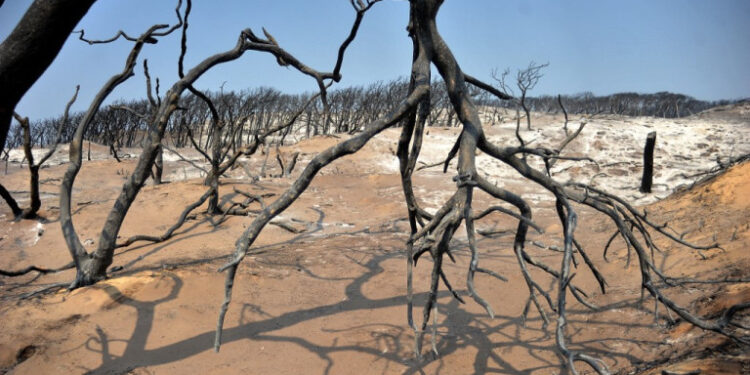 Charred trees are pictured in a forest following a fire, in the northern Tunisian Bizerte governorate, on August 11, 2021. - In Tunisia, the temperature in the capital Tunis hit an all-time record of 49 degrees Celsius (120 degrees Fahrenheit) yesterday and emergency services reported 15 fires across the north and northwest, but no casualties. (Photo by Hasan Mrad / AFP)