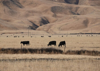 Cows graze in a dry landscape in Grapevine, California, at the southern end of the San Joaquin Valley in California's drought-stricken Central Valley on July 23, 2021. - In the valleys of central California, the search for water has turned into an all-out obsession as the region suffers through a drought that could threaten the US food supply.
Residents have watched with dismay as verdant fields have turned into brown, dusty plains, leaving shriveled trees, dying plants and exasperated farmers. (Photo by Robyn Beck / AFP)