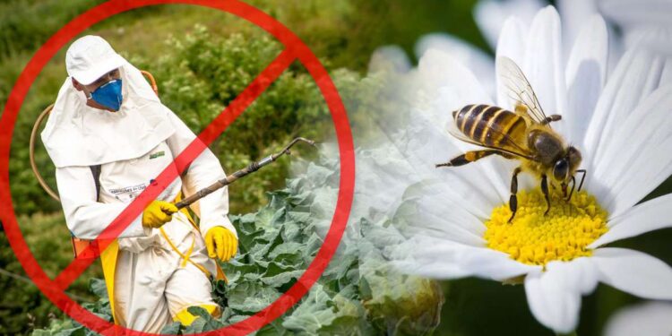 Pesticidas. Foto de archivo.