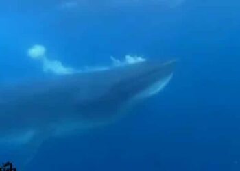 Ballena sardinera en Vargas. Foto captura de video.