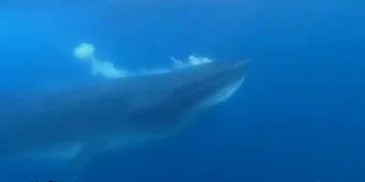 Ballena sardinera en Vargas. Foto captura de video.