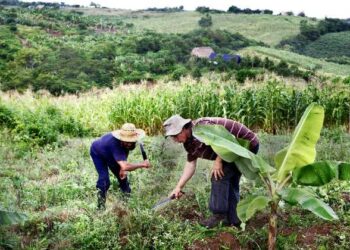 Productores agrícolas en Los Andes. Foto de archivo.