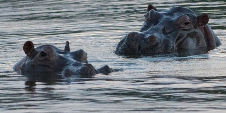 Hipopótamos. Foto de archivo.