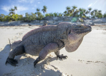 Iguanas de Bahamas. Foto de archivo.