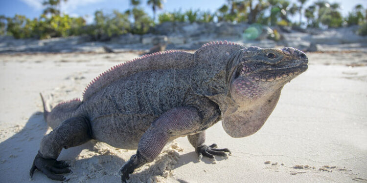 Iguanas de Bahamas. Foto de archivo.