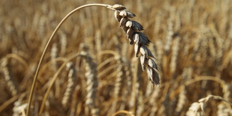 Cereal, Ucrania. Foto de archivo.