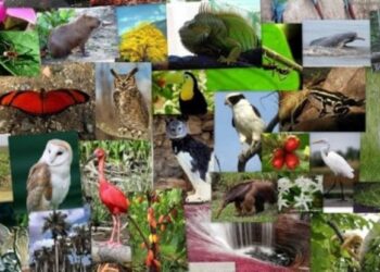 La diversidad biológica en Venezuela. Foto de archivo.