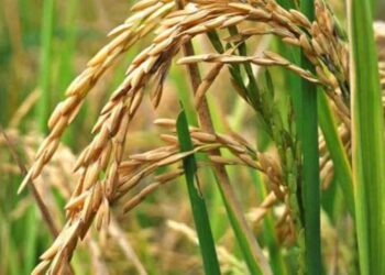 Producción de arroz, Venezuela. Foto de archivo.