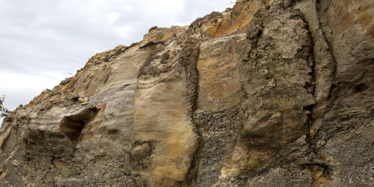 Fossils from a forest with 165 trees inside rocks in Ortigueira City, Paraná State, South of Brazil, on June 15, 2022. The discovery depicts life forms 290 million years old. With roots still fixed in the substrate of the time, the trees preserve their vertical position, which is rare. The finding of the fossils took place during fieldwork in 2018, together with researchers at the University of California. "The discovery was a real surprise, as we were just there to take some samples for chemical analysis and study the rocks in the region", says Brazilian researcher Thammy Ellin Mottin, a doctoral student in geology at the Federal University of Paraná.