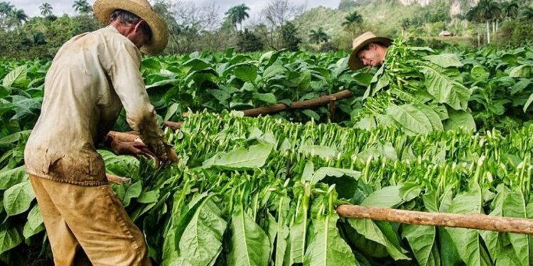 Siembra del tabaco cubano. Foto de archivo.