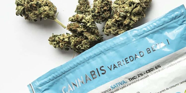 Uruguay, cannabis con más THC. Foto de archivo.