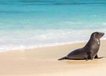 Islas Galápagos. Foto de archivo.