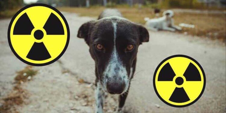 Chernóbil. ADN perros. Foto agencias.