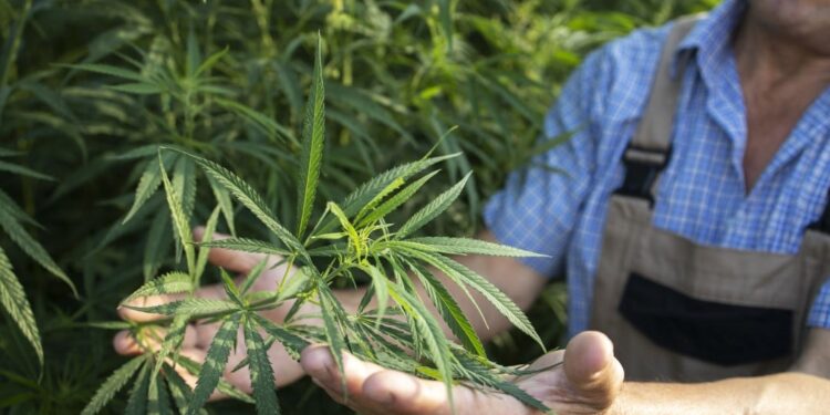 La producción de cannabis medicinal. Costa Rica. Foto de archivo.