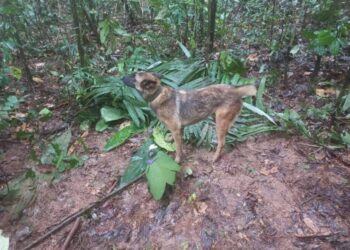 El perro de nombre ‘Wilson’, fue encontrado con los menores en la selva colombiana.