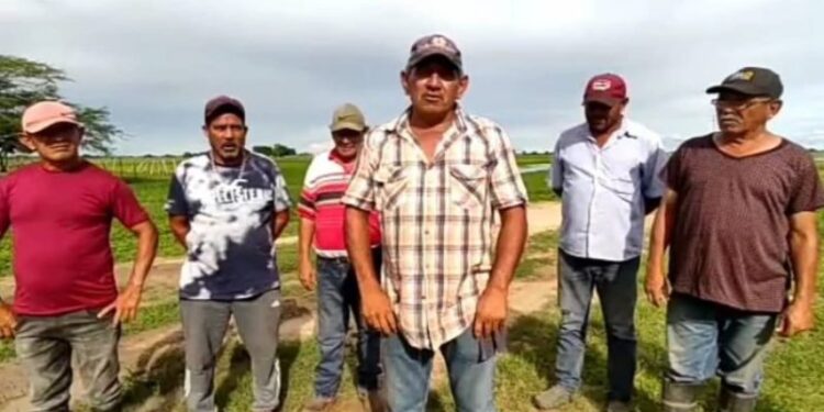 Productores de Cunaviche. Apure. Foto captura de video.