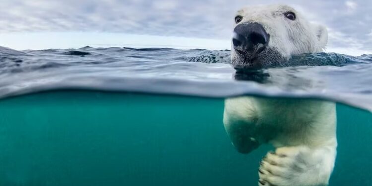 Desde el siglo XIX, las actividades humanas han sido el principal motor del cambio climático, debido principalmente a la quema de combustibles fósiles. Produce diferentes efectos, como el derretimiento de hielos y la mayor frecuencia de olas de calor (Getty Images)