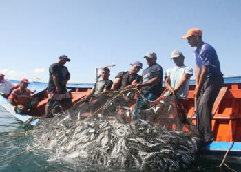 Pescadores, sardinas. Foto de archivo.