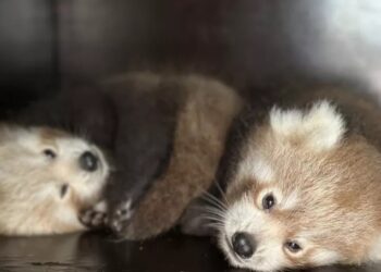 Los dos pandas rojos aún deben crecer unas semanas antes de salir.@biotopiadunkerque