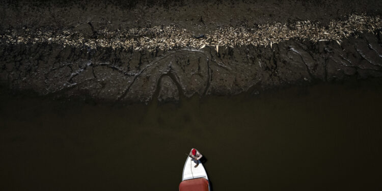 AME3060. MANACAPURU (BRASIL), 27/09/2023.- Fotografía aérea que muestra al barquero Paulo Monteiro da Cruz, de 49 años, mientras navega en su embarcación entre miles de peces muertos por el calor y la acidez del agua, en la Reserva de Desarrollo Sostenible Lago do Piranha hoy en Manacapuru, Amazonas (Brasil). Los peces mueren debido a la grave sequía en la región de la cuenca del Amazonas. De los 62 municipios del estado de Amazonas, 59 se encuentran afectados por la ribera del río. Según la Defensa Civil del estado, más de 80 mil personas están afectadas por la sequía. EFE/ Raphael Alves