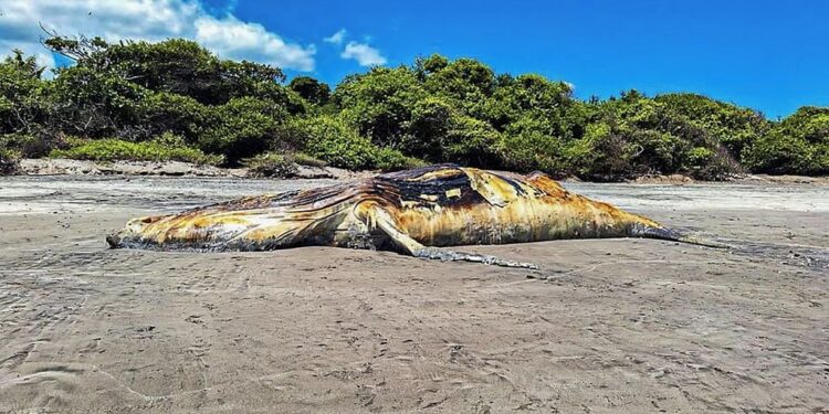 Handout picture released by El Salvador's Ministry of Environment and Natural Resources (MARN) on September 23, 2023, showing the decomposing carcass of a 15-metre whale (Megaptera novaeangliae) lying on El Salamar beach, in Jucuaran, in El Caballito Protected Natural Area, municipality of Usulutan, El Salvador. The cetacean's body will be buried in a deep pit in the sand so that the remains do not generate a source of contamination. (Photo by El Salvador's Ministry of Environment and Natural Resources (MARN) / AFP) / RESTRICTED TO EDITORIAL USE - MANDATORY CREDIT "AFP PHOTO / EL SALVADOR'S MINISTRY OF ENVIRONMENT AND NATURAL RESOURCES" - NO MARKETING NO ADVERTISING CAMPAIGNS - DISTRIBUTED AS A SERVICE TO CLIENTS