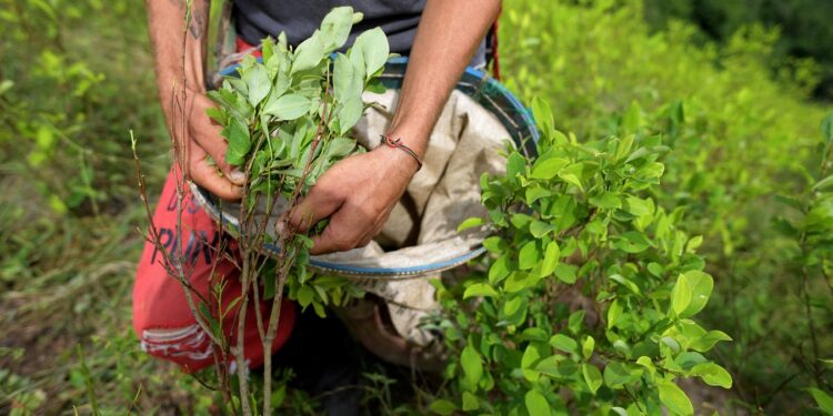 (FILES) In this file photo taken on August 20, 2022, a raspachin, a coca leaf collector, works in a coca plantation in Catatumbo, Norte de Santander Department, Colombia, on August 20, 2022. - Colombia, the world's leading cocaine producer, broke its own record for coca leaf cultivation in 2021, a UN body said on October 20, 2022, as the government highlighted the "failure" of the US-led war on drugs. (Photo by Raul ARBOLEDA / AFP)