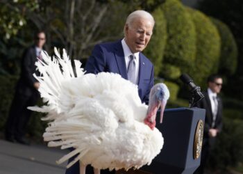 Washington (United States), 20/11/2023.- U.S. President Joe Biden pardons the National Thanksgiving Turkey during a ceremony on the South Lawn of the White House in Washington DC, USA, 20 November 2023. (Turquía) EFE/EPA/YURI GRIPAS / POOL